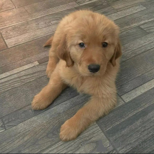 Foto №2 zu Ankündigung № 160317 zu verkaufen  - einkaufen Spanien quotient 	ankündigung