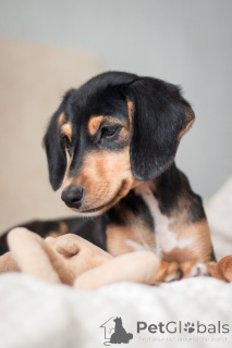 Foto №3. Das bezaubernde Mädchen Zippy ist bereit, in ein neues Zuhause zu ziehen.. Russische Föderation