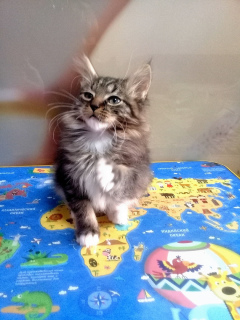 Foto №3. Häschenkätzchen. Russische Föderation