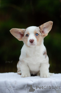 Foto №2 zu Ankündigung № 80013 zu verkaufen  - einkaufen Polen quotient 	ankündigung, vom kindergarten