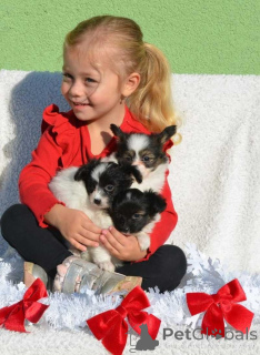 Foto №1. papillon - zum Verkauf in der Stadt Bietigheim-Bisten | 500€ | Ankündigung № 160537