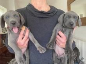 Foto №1. weimaraner - zum Verkauf in der Stadt Wien | verhandelt | Ankündigung № 175003