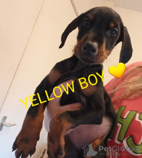 Foto №4. Ich werde verkaufen dobermann in der Stadt Мальмё.  - preis - 305€