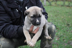 Foto №2 zu Ankündigung № 79382 zu verkaufen anatolischer hirtenhund - einkaufen Serbien 