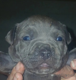Foto №1. american pit bull terrier - zum Verkauf in der Stadt Uden | verhandelt | Ankündigung № 176228