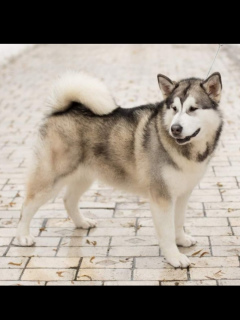 Foto №2 zu Ankündigung № 3014 zu verkaufen alaskan malamute - einkaufen Ukraine vom kindergarten, züchter