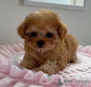 Foto №1. pudel (royal) - zum Verkauf in der Stadt Alabama Shores | 425€ | Ankündigung № 133704