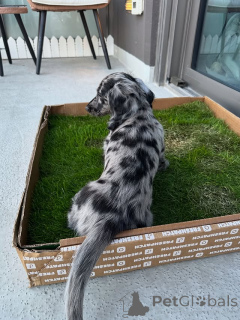 Foto №3. Mini Dachshund Welpe verfügbar süß und verspielt!. Tschechische Republik