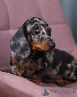 Foto №4. Ich werde verkaufen mischlingshund in der Stadt Orlando. züchter - preis - 744€