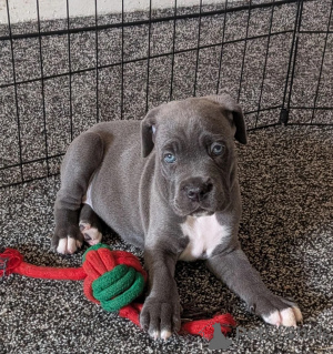 Foto №1. cane corso italiano - zum Verkauf in der Stadt Achaern | verhandelt | Ankündigung № 173818