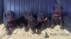 Foto №2 zu Ankündigung № 170570 zu verkaufen dobermann - einkaufen Italien züchter