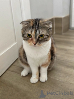 Foto №2 zu Ankündigung № 170251 zu verkaufen schottische faltohrkatze - einkaufen Russische Föderation quotient 	ankündigung