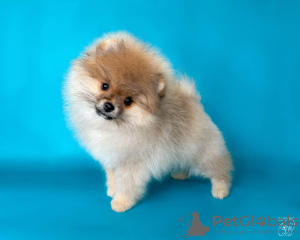 Foto №3. Show-Prospekt Pomeranian Spitz Mädchen. Weißrussland