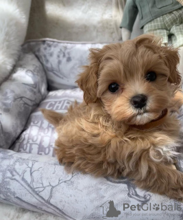 Zusätzliche Fotos: Maltipoo-Welpen, aufgewachsen in einem Familienhaus