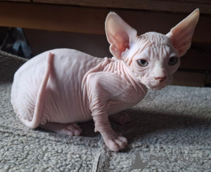 Foto №3. Drei Sphynx-Jungs suchen eine Familie.. Deutschland