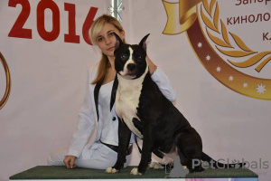 Foto №3. Männlich Am.Staff.Terrier, Zwinger-KSU-FCI in Ukraine. Ankündigung № 7651