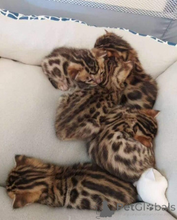 Foto №1. bengal katzenrasse - zum Verkauf in der Stadt Galtby | 490€ | Ankündigung № 168915