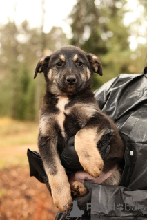 Foto №2 zu Ankündigung № 98972 zu verkaufen mischlingshund - einkaufen Russische Föderation quotient 	ankündigung