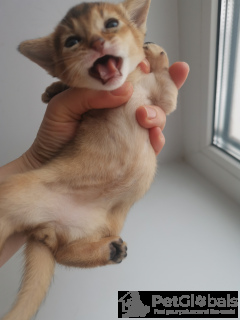 Foto №3. Abessinian Kätzchen Jungen und Mädchen. Russische Föderation