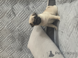 Foto №4. Ich werde verkaufen mops in der Stadt Krasnodar.  - preis - 485€