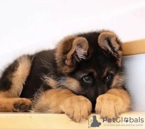 Foto №1. deutscher schäferhund - zum Verkauf in der Stadt Varna | verhandelt | Ankündigung № 83770