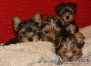 Foto №3. Winzige Teetasse Schwarz/Tan Yorkie. Deutschland