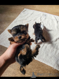 Foto №2 zu Ankündigung № 137416 zu verkaufen yorkshire terrier - einkaufen Mexiko züchter