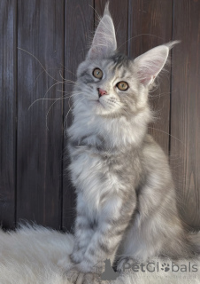 Foto №2 zu Ankündigung № 163668 zu verkaufen maine-coon-katze - einkaufen Deutschland züchter