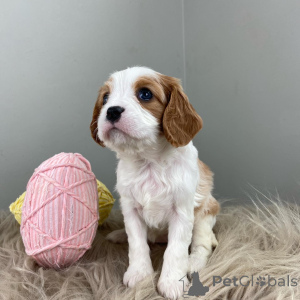 Foto №2 zu Ankündigung № 159304 zu verkaufen cavalier king charles spaniel - einkaufen Deutschland quotient 	ankündigung