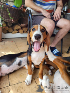 Foto №2 zu Ankündigung № 113762 zu verkaufen mischlingshund - einkaufen Polen züchter