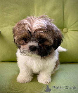 Foto №3. Shih Tzu Welpen sind als Rüden und Hündinnen erhältlich. Finnland