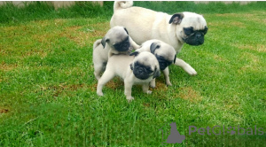 Foto №1. mops - zum Verkauf in der Stadt Couvin | verhandelt | Ankündigung № 169344