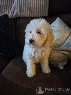 Foto №4. Ich werde verkaufen cavalier king charles spaniel in der Stadt Arnsberg. züchter - preis - 400€