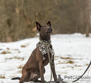 Foto №2 zu Ankündigung № 133500 zu verkaufen  - einkaufen Russische Föderation quotient 	ankündigung