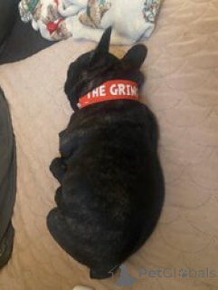 Foto №1. französische bulldogge - zum Verkauf in der Stadt Ramstein-Miesbach | 560€ | Ankündigung № 166053