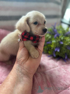 Foto №4. Ich werde verkaufen dackel in der Stadt Krakau. züchter - preis - verhandelt