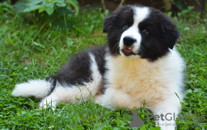 Foto №1. bearded collie - zum Verkauf in der Stadt Berlin | 260€ | Ankündigung № 101231