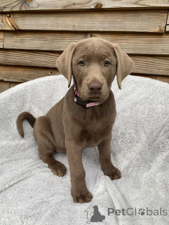 Foto №2 zu Ankündigung № 165309 zu verkaufen labrador retriever - einkaufen Frankreich züchter