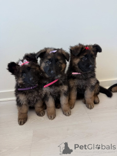 Foto №1. deutscher schäferhund - zum Verkauf in der Stadt Ansubrg | verhandelt | Ankündigung № 164997