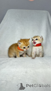 Foto №3. BRC für den Verkauf von Kätzchen. Usbekistan