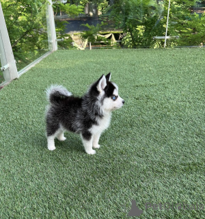 Foto №3. Tiny Pomsky Welpen zum Verkauf. Deutschland