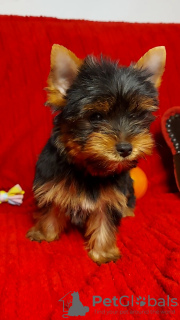 Zusätzliche Fotos: Yorkshire Terrier Welpen zu verkaufen