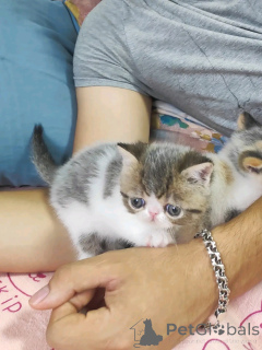 Foto №3. Himalaya-Kätchen Bereit für Rehoming. Deutschland