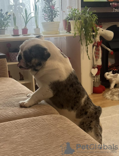 Foto №1.  - zum Verkauf in der Stadt Minsk | verhandelt | Ankündigung № 40330