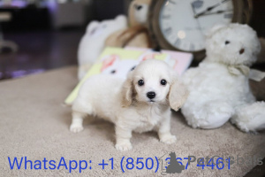Foto №2 zu Ankündigung № 153559 zu verkaufen cavalier king charles spaniel - einkaufen USA züchter