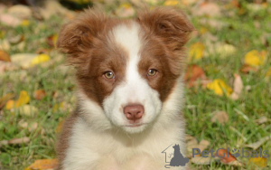 Foto №1. border collie - zum Verkauf in der Stadt Brüssel | 700€ | Ankündigung № 160881