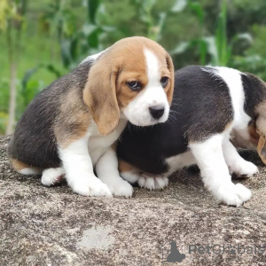 Foto №2 zu Ankündigung № 127384 zu verkaufen beagle - einkaufen Deutschland quotient 	ankündigung