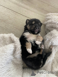 Foto №4. Ich werde verkaufen siberian husky in der Stadt Minsk. quotient 	ankündigung - preis - Frei