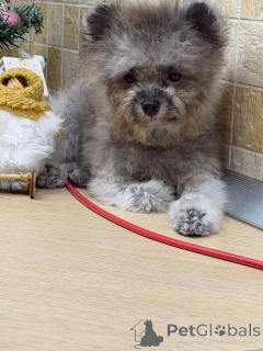 Foto №4. Ich werde verkaufen pudel (zwerg) in der Stadt Krasnodar. quotient 	ankündigung - preis - 2048€