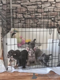 Foto №4. Ich werde verkaufen französische bulldogge in der Stadt Берлингероде. quotient 	ankündigung - preis - 1000€